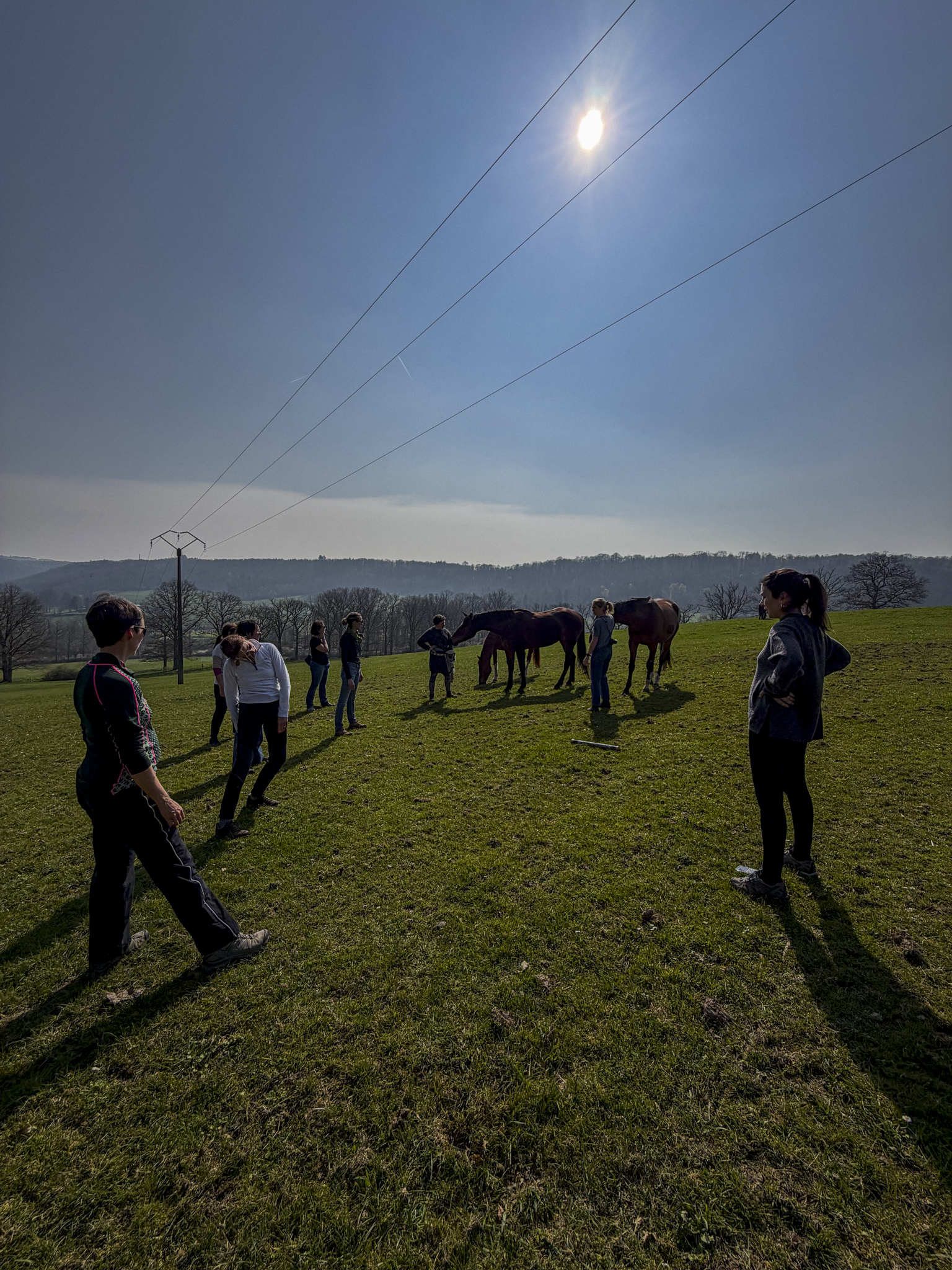 Méditation troupeau