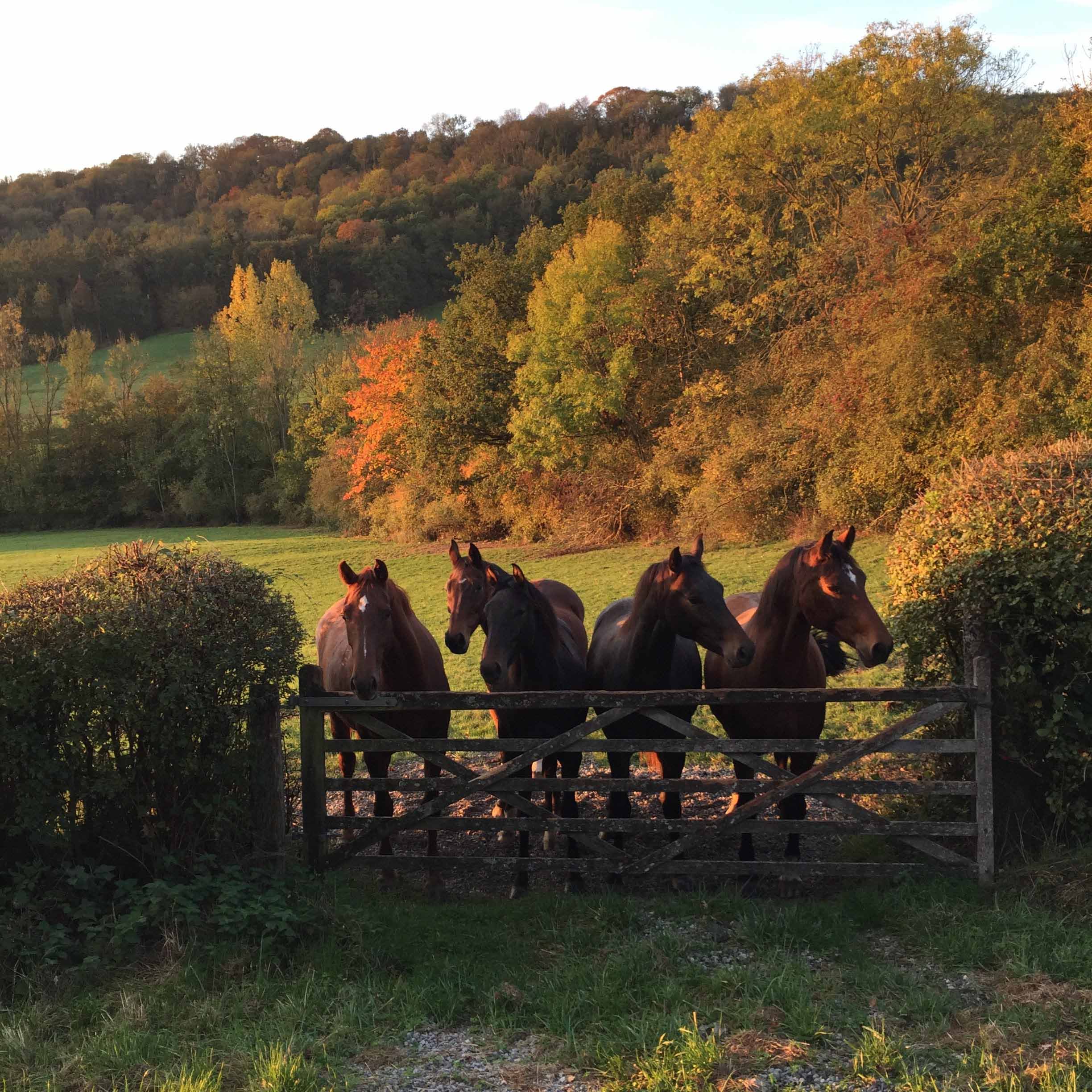 Chevaux dans une prairie au Mont d'Anhée